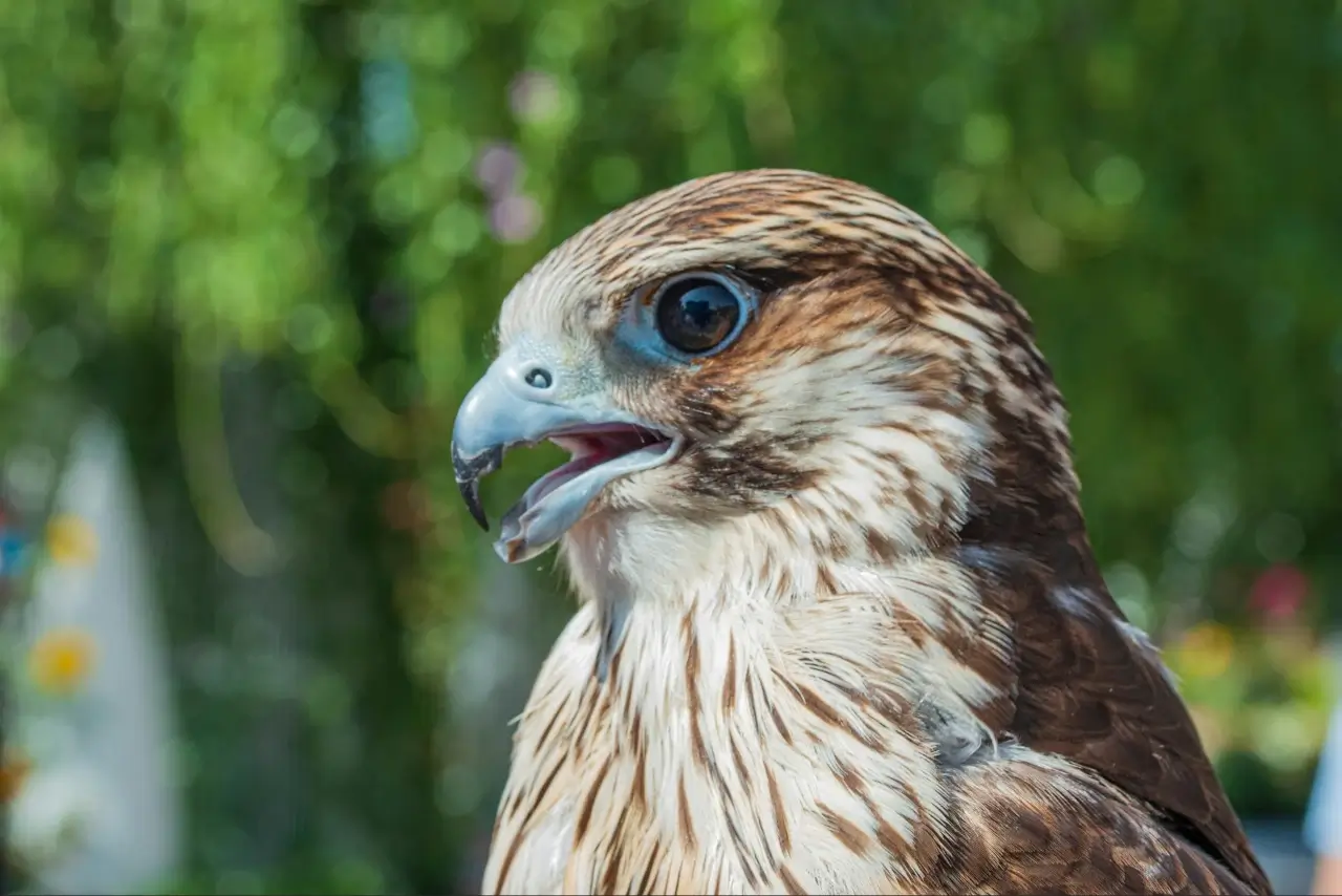 The Hawk - 