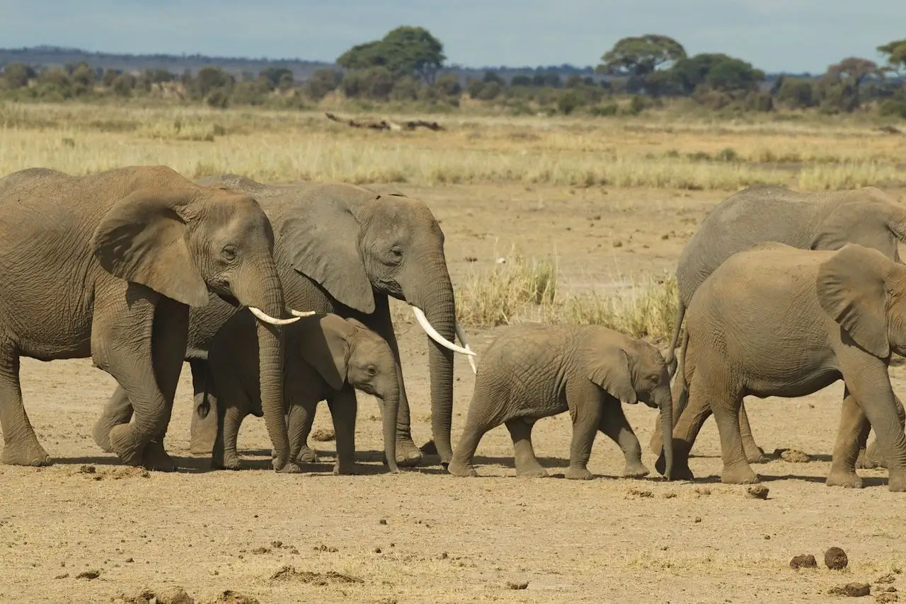 Herd of elephants