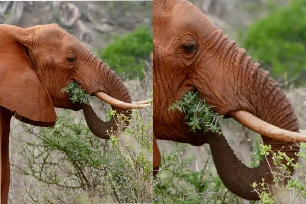 Issue 01 – The Majesty of Elephants