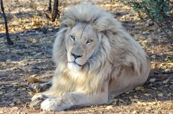 White lion in the savanna