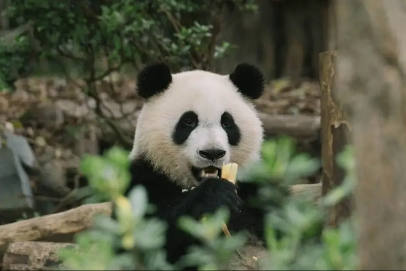 Wolong National Reserve, China