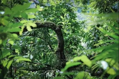 Jungle foliage in Colombia
