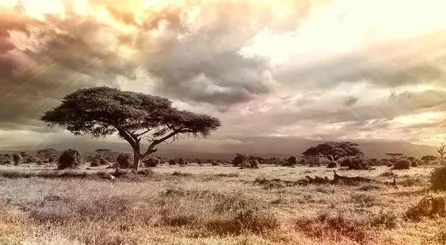 African savanna landscape