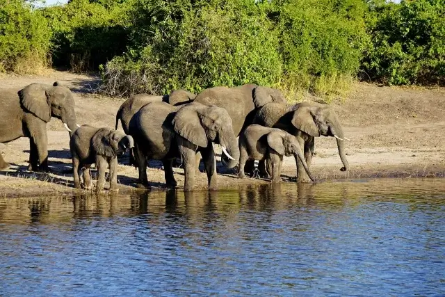 The Majesty of Elephants - Sacred Sanctuaries Where Life Prevails